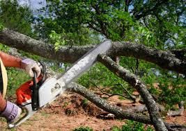 Best Tree Cabling and Bracing  in South Lancaster, MA