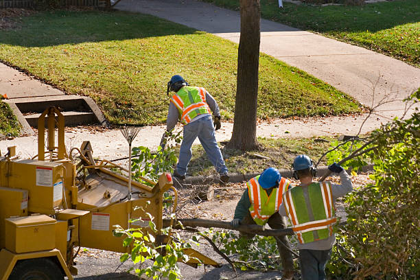 Best Tree Removal Service  in South Lancaster, MA