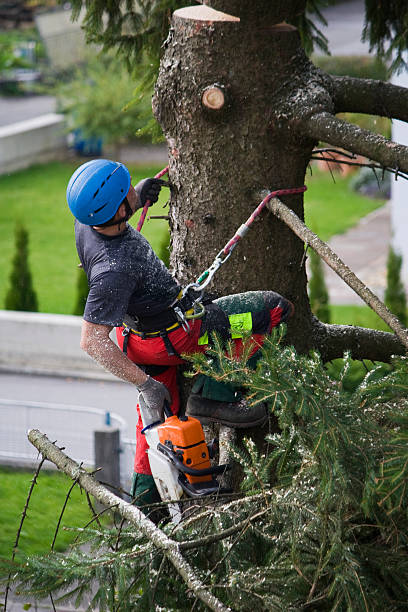 Best Tree Preservation Services  in South Lancaster, MA