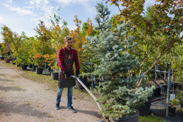 Best Commercial Tree Services  in South Lancaster, MA